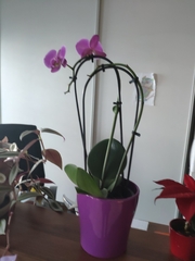 Phalaenopsis amabilis