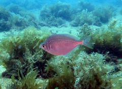 Parequula melbournensis