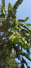 Duabanga grandiflora