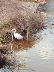 Ardea alba