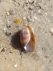 Bulla quoyii