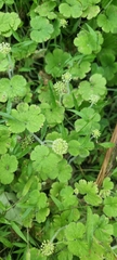 Hydrocotyle elongata