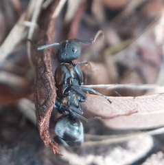 Polyrhachis ornata