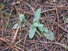 Neotinea maculata