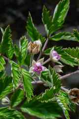 Rubus ludwigii