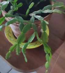 Schlumbergera truncata