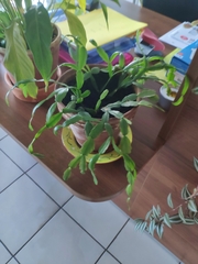 Schlumbergera truncata