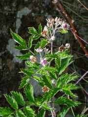 Rubus ludwigii