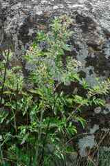 Rubus ludwigii