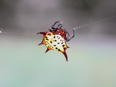 Gasteracantha sanguinolenta