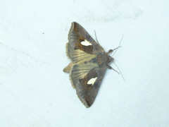 Autographa bractea