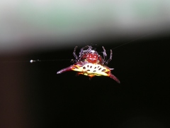 Gasteracantha sanguinolenta
