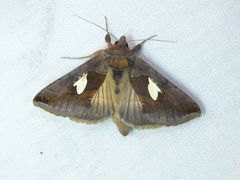 Autographa bractea