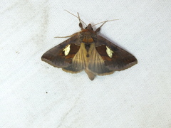 Autographa bractea