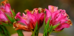 Erica bracteolaris
