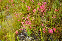 Erica bracteolaris