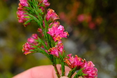 Erica bracteolaris