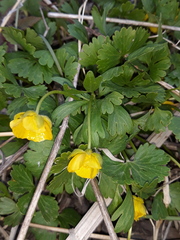 Ranunculus franchetii