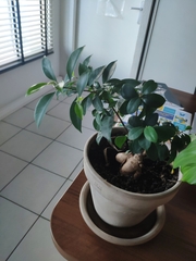 Ficus retusa