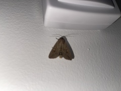 Mythimna convecta