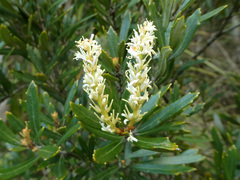 Orites diversifolius