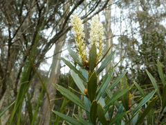 Orites diversifolius