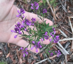 Comesperma hispidulum