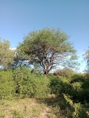 Prosopis vinalillo