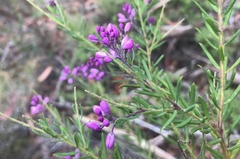 Comesperma hispidulum