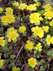 Chrysosplenium pilosum