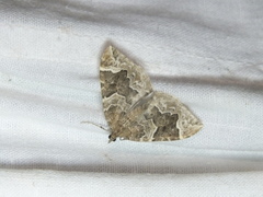 Eulithis prunata