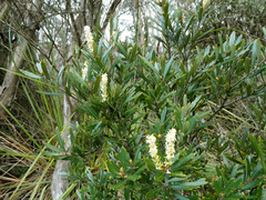 Orites diversifolius