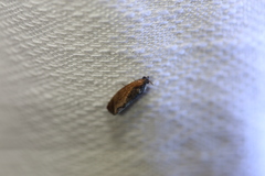 Cryptophlebia ombrodelta