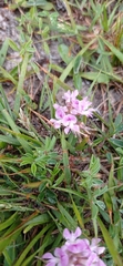 Indigofera sabulicola