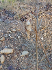 Callosamia promethea