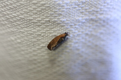 Cryptophlebia ombrodelta
