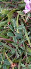 Indigofera sabulicola