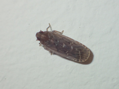 Achilidae