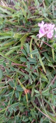 Indigofera sabulicola