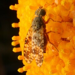 Austrotephritis poenia