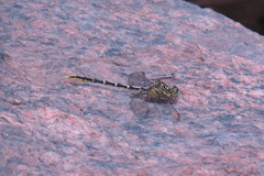 Austrogomphus guerini
