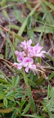 Indigofera sabulicola