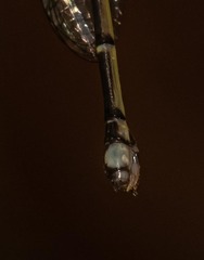 Labidiosticta vallisi