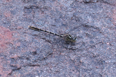 Austrogomphus guerini