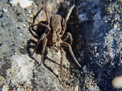 Alopecosa albofasciata