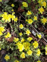 Chrysosplenium pilosum