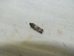 Notocelia incarnatana