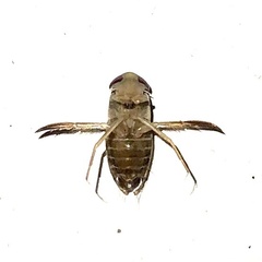 Corixidae