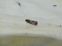 Notocelia incarnatana