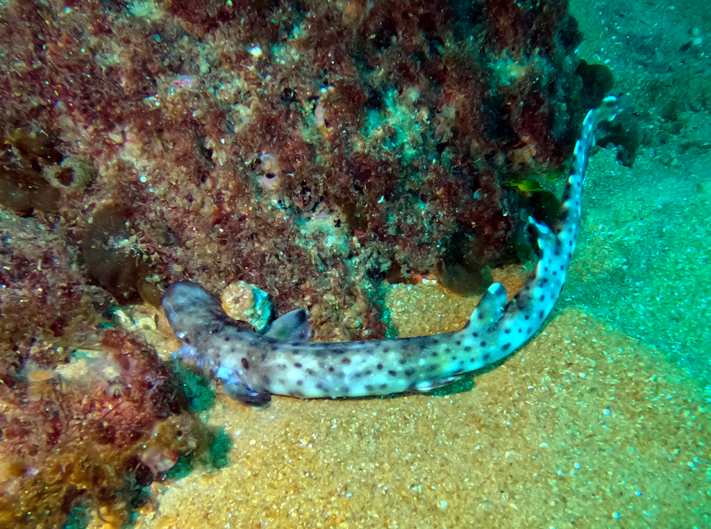 Blackspotted Catshark from Lena Wreck on January 8, 2023 by